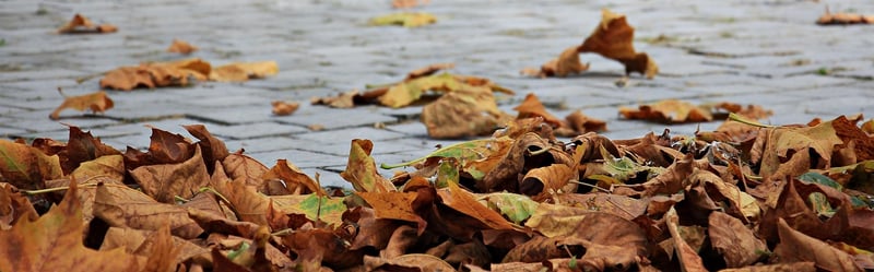 Autumn leaves